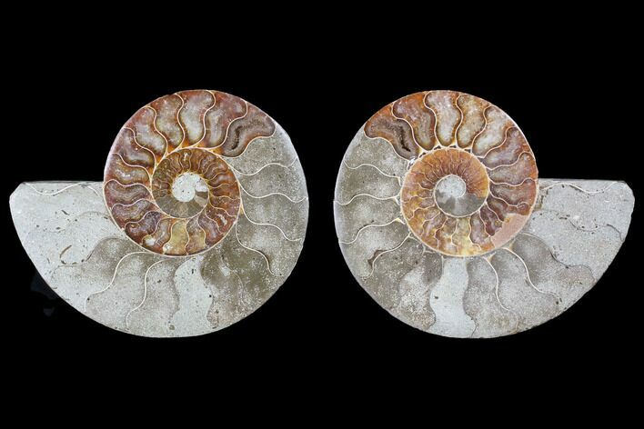 Bargain, Cut & Polished Ammonite Fossil - Madagascar #88053